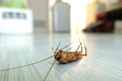 Dead Cockroach