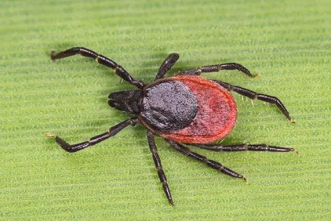 Deer Tick