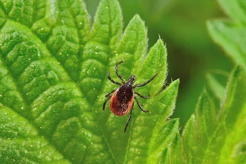 deer tick crawling on leaves