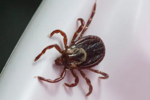 Dog tick