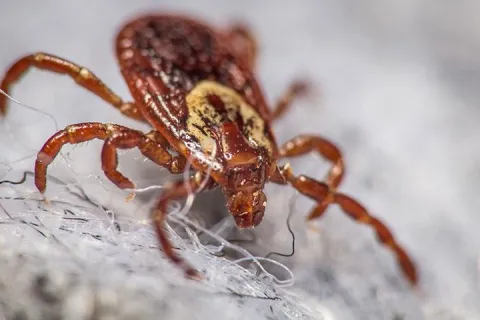 dog tick crawling