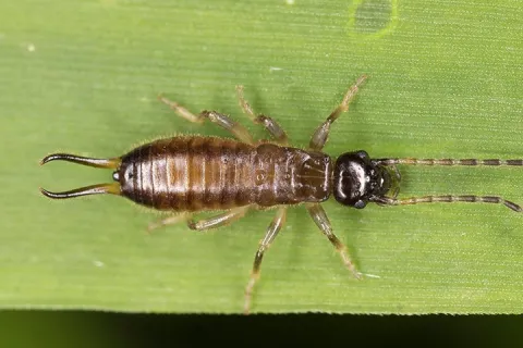 Earwig