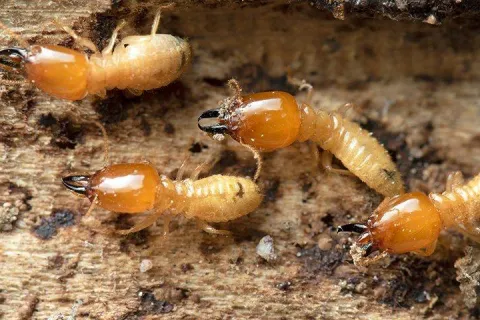 termites