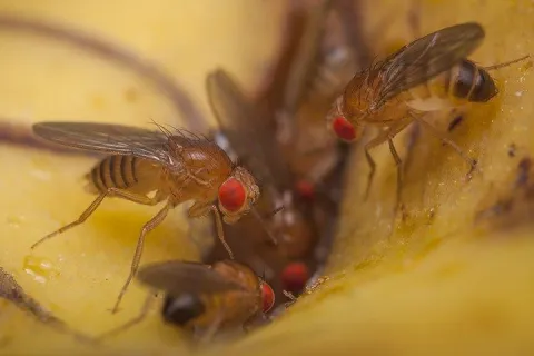 fruit flies on food