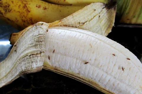 fruit flies on banana