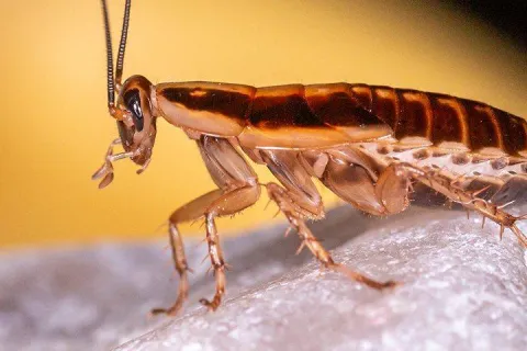 german cockroach