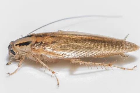 a german cockroach in a kitchen