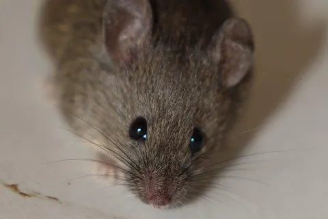 Mice