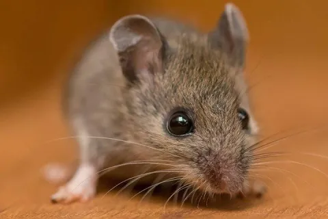 house mouse on wood floor