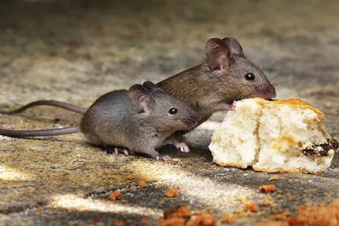 house mouse eating