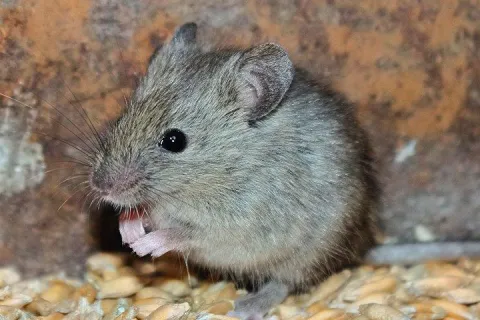Mice