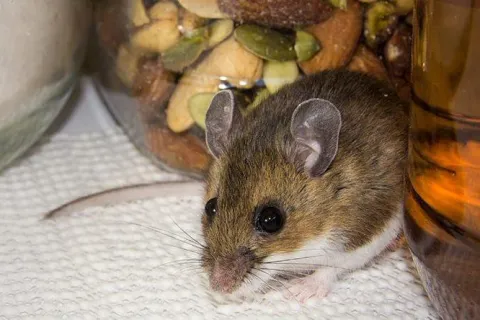 rat