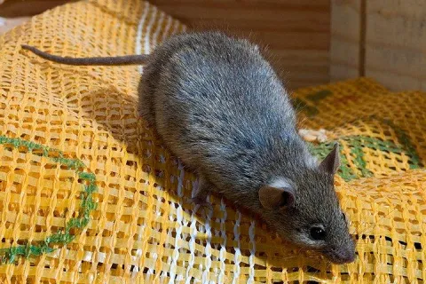 house mouse
