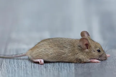 house mouse on carpet