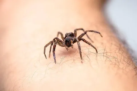 Spider