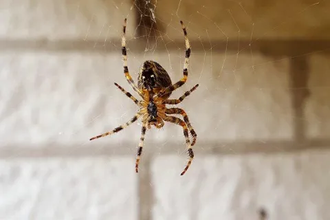 house spider hanging from a web