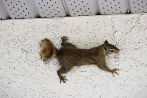 a squirrel climbing a wall