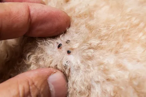 Human Examining Fleas On Pet