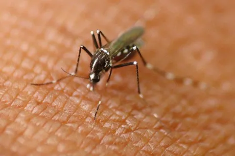 hungry-mosquito-up-close