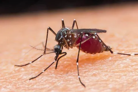 mosquito