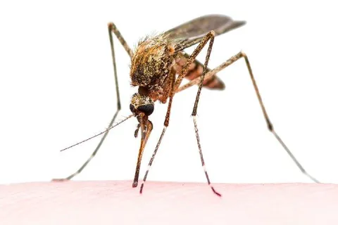 mosquito biting on skin