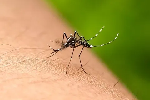 Mosquito