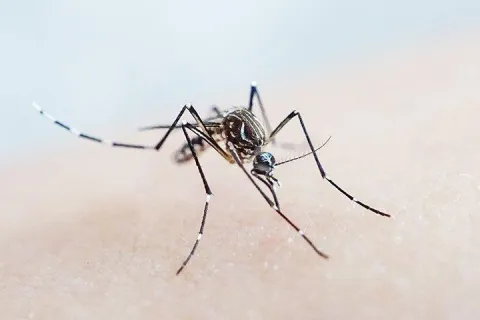 mosquito biting on skin