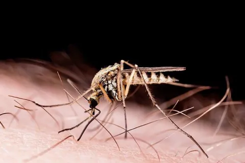 Mosquito Biting