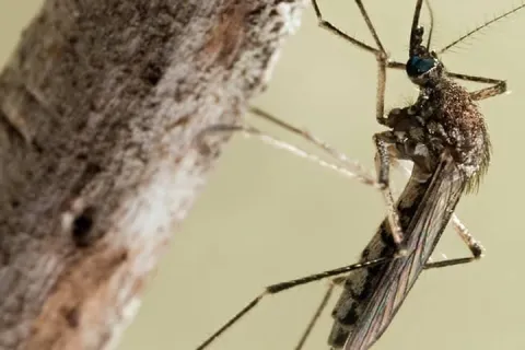 Mosquito