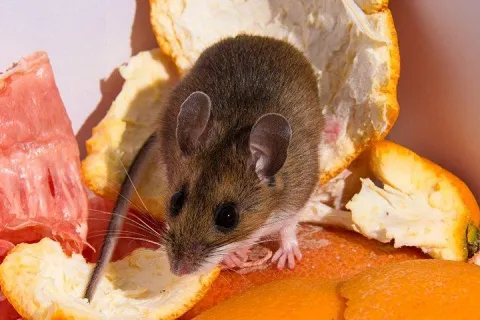 mouse crawling