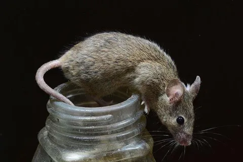 mouse in kitchen