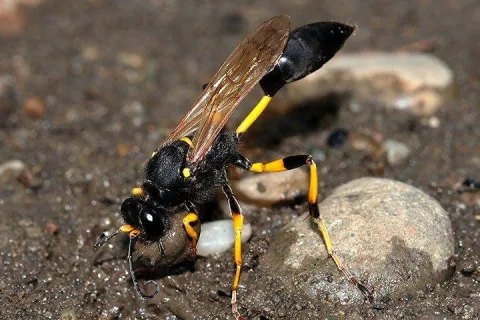 wasp crawling on soil