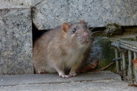 rat crawling out of a hole