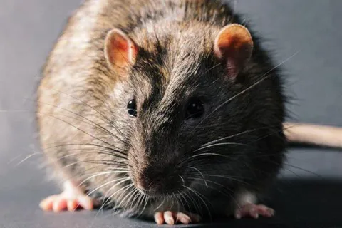 norway-rat-in-a-home