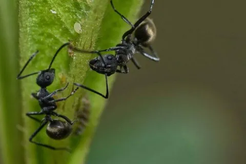 two odorous house ants on a plant