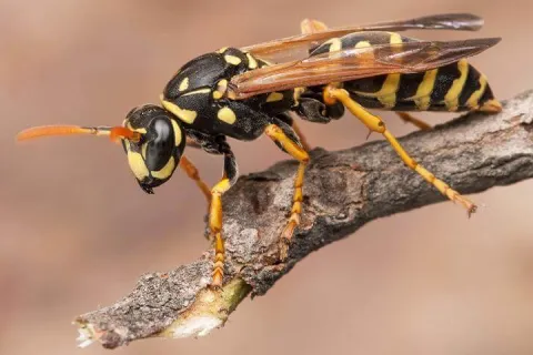 yellow jacket on tree branch