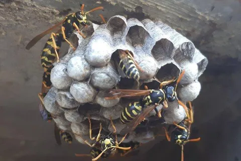 wasps on a nest