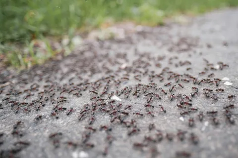 a close up of a group of ants