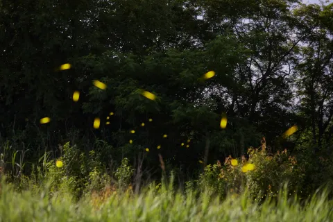 a group of yellow flowers