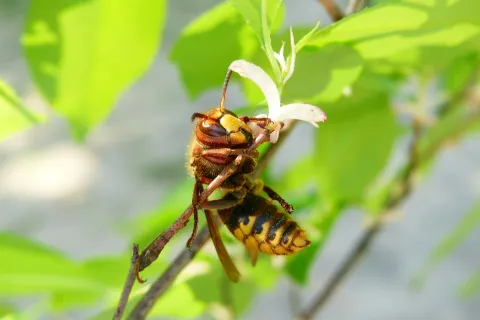 a close up of a bee