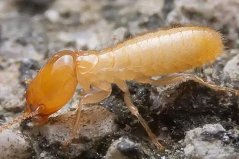 a close up of a bug