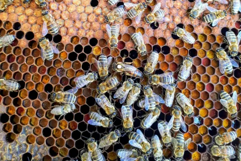 a group of bees on a honeycomb