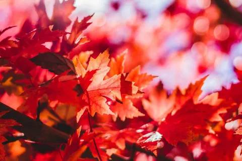 a close up of some leaves