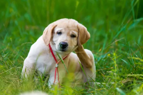 a puppy in the grass