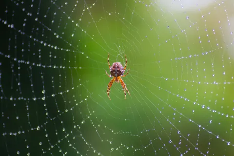 a spider on a web