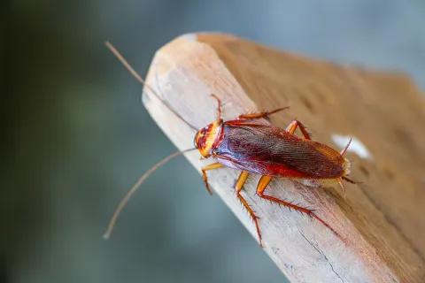 a close up of a bug