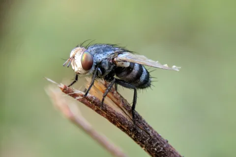 a fly on a stick
