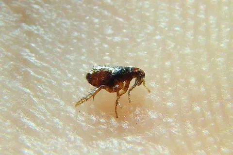 a close up of a bug