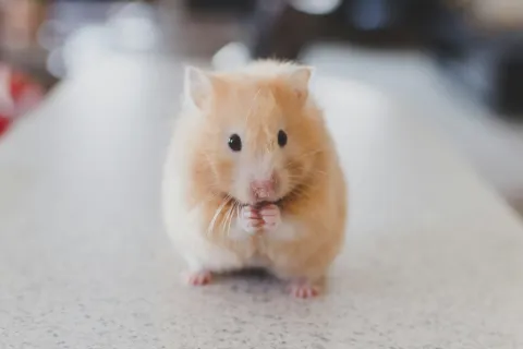 a rodent with its tongue out