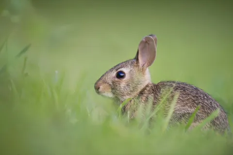 a rabbit in the grass